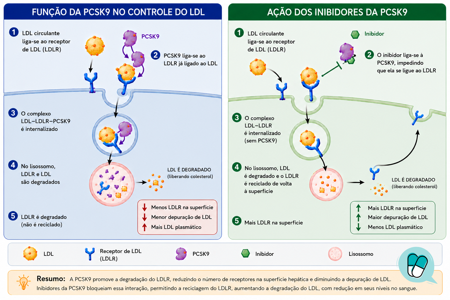 Um esquema ilustra a função da PCSK9 no controle do LDL e a ação dos inibidores da PCSK9.